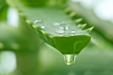 Las hojas frescas de aloe vera contienen una pulpa gelatinosa que muchas personas preparan en casa para usos tradicionales. Te explicamos cómo abrirlas, retirar el látex amarillo y conservar el gel con prudencia.