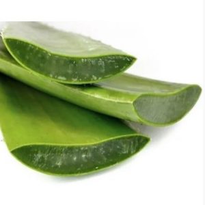 Hojas de aloe vera frescas cortadas de planta natural
