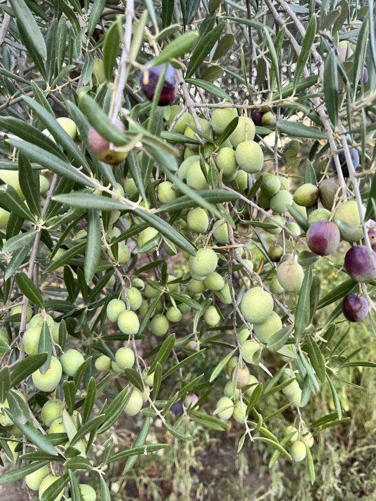 Racimos de aceitunas verdes en su olivo, destacando su frescura y calidad