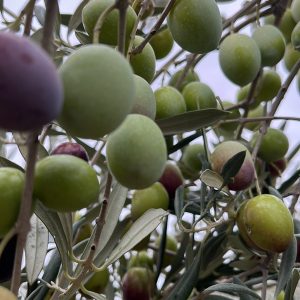 Aceitunas crudas para aliñar en casa