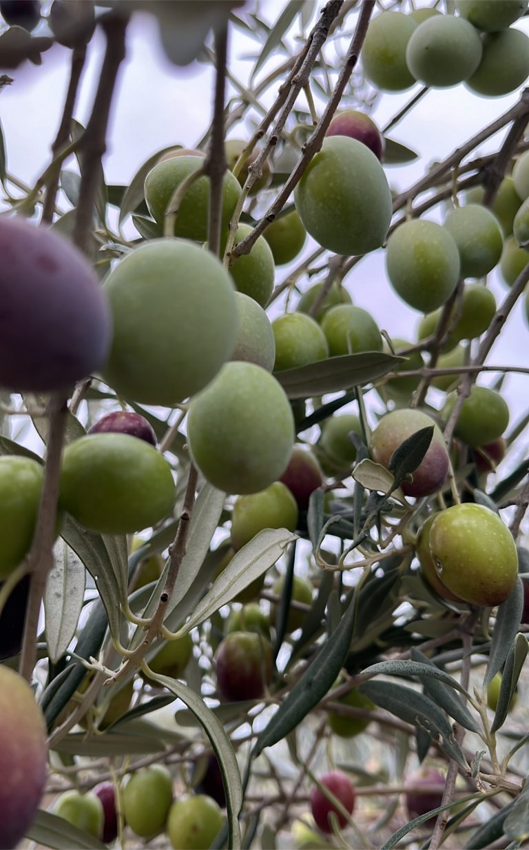 Aceitunas verdes en su olivo, listas para cosechar y aliñar en casa