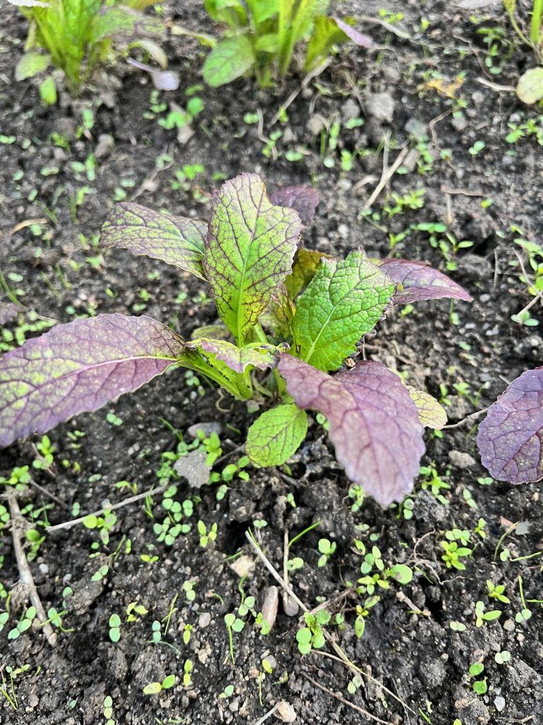 Mini hojas de mostaza frescas del huerto orgánico.