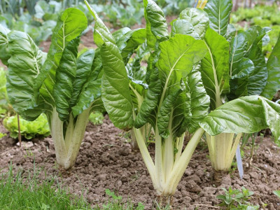 Hojas y pencas frescas de acelga blanca, cultivadas de forma orgánica y regenerativa, listas para guisos y recetas saludables.