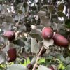 bellotas-ecologicas-de-encina