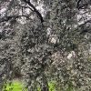 Bellotas orgánicas de encina para consumo humano