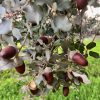 Bellotas de encina de cultivo orgánico