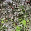 Bellotas de encina orgánicas para consumo humano