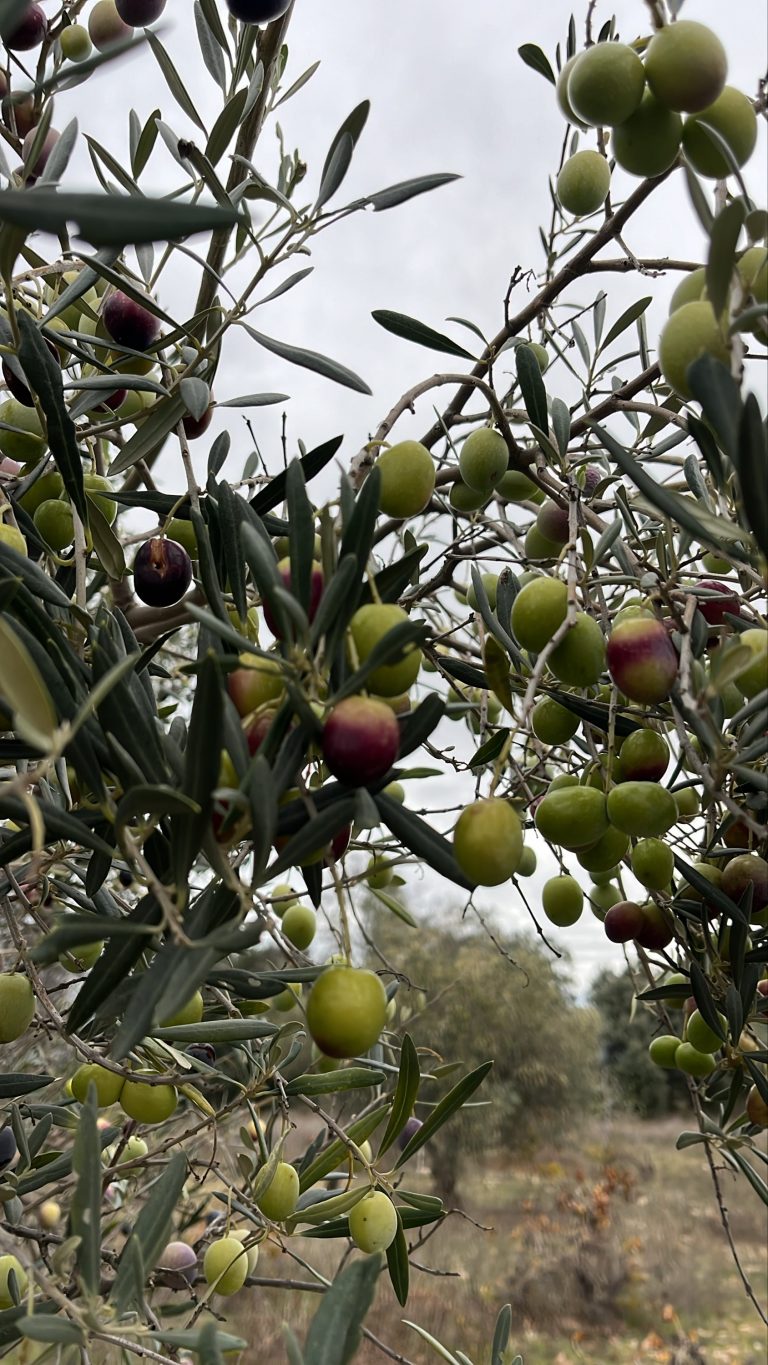 Olivo con abundantes aceitunas verdes, perfectas para aliñar en casa