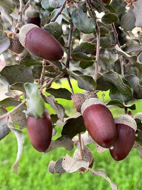 Saco de bellotas de encina a granel sobre fondo rústico.