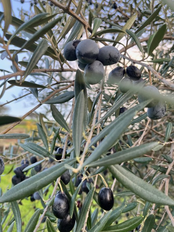 Aceitunas negras frescas para aliñar en casa