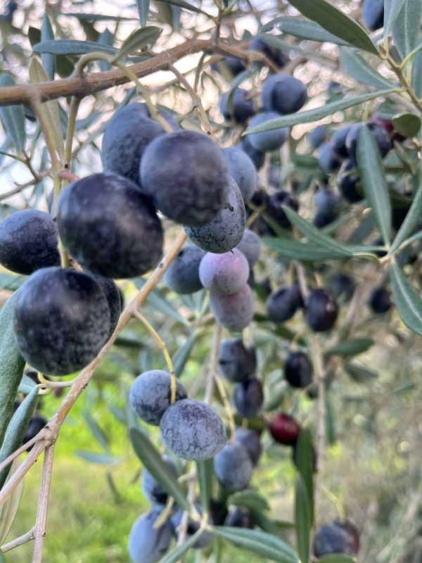 Aceitunas negras frescas para aliñar en casa