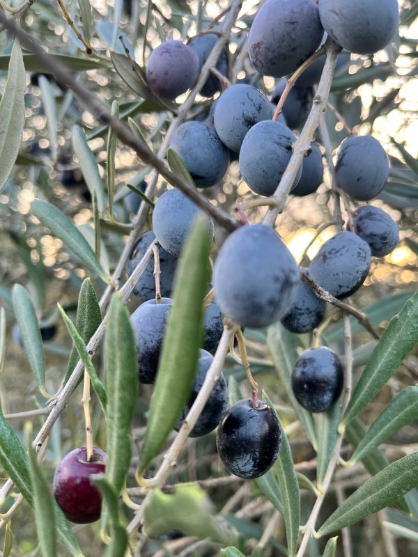 Aceitunas negras frescas para aliñar en casa