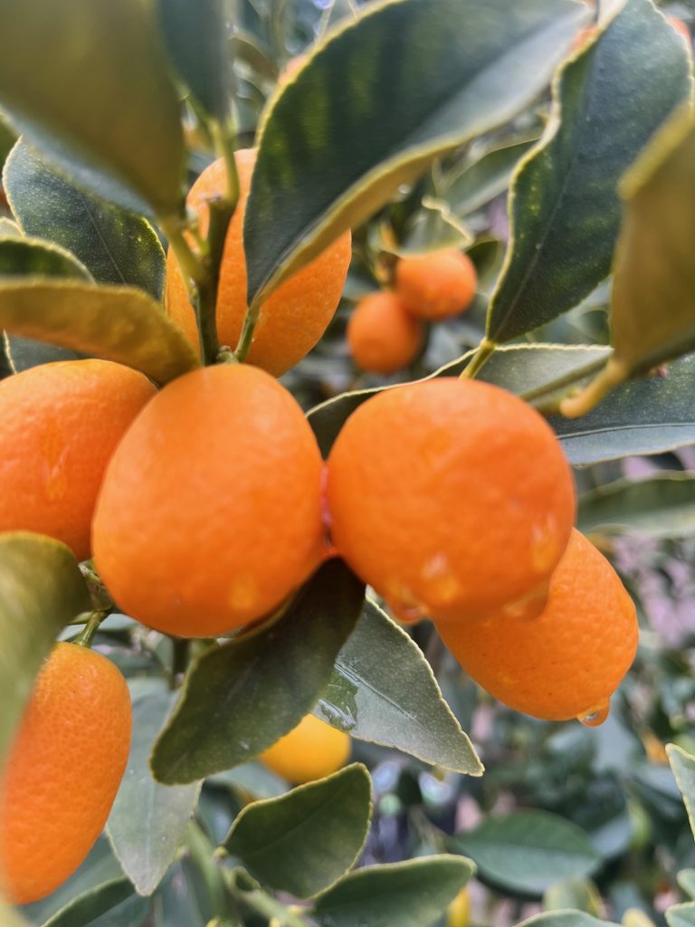 Kumquats frescos en el árbol, cultivados de manera orgánica y regenerativa en Garciotum, Toledo. 🌱🍊