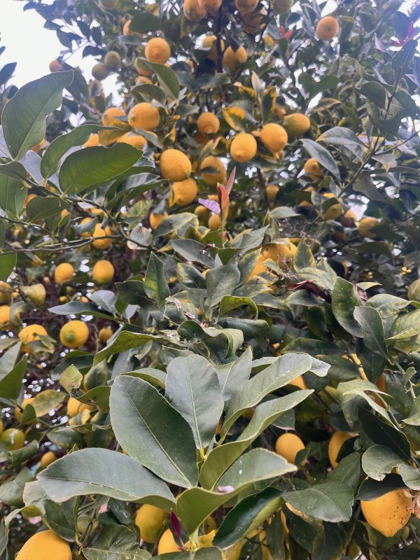 Limones frescos en el árbol, cultivados de manera orgánica y regenerativa en Garciotum, Toledo. 🍋🌱