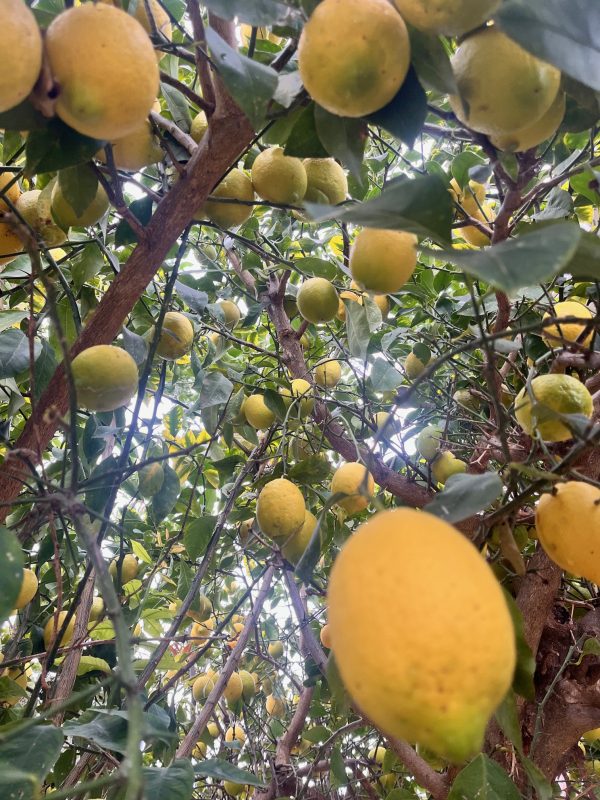 Limones frescos en el árbol, cultivados de manera orgánica y regenerativa en Garciotum, Toledo. 🍋🌱