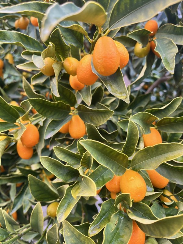 Kumquats frescos en el árbol, cultivados de manera orgánica y regenerativa en Garciotum, Toledo. 🌱🍊