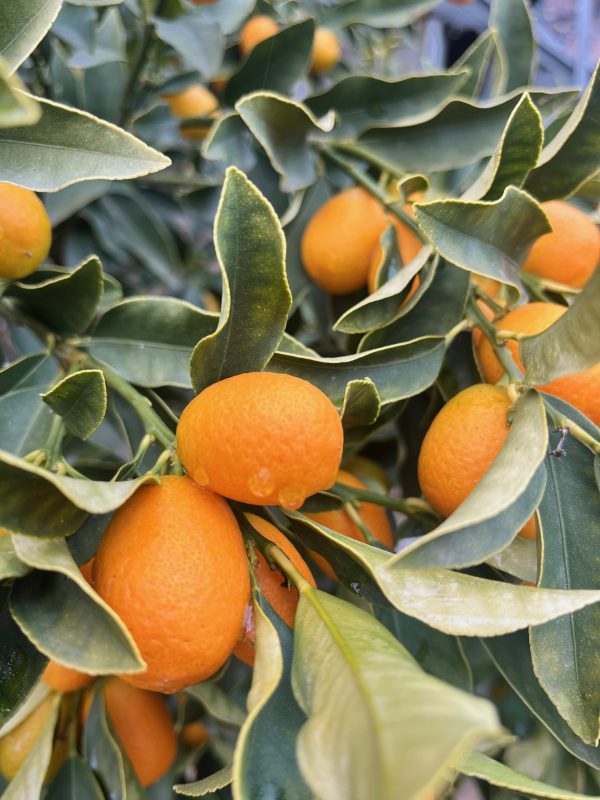 Kumquats frescos en el árbol, cultivados de manera orgánica y regenerativa en Garciotum, Toledo. 🌱🍊