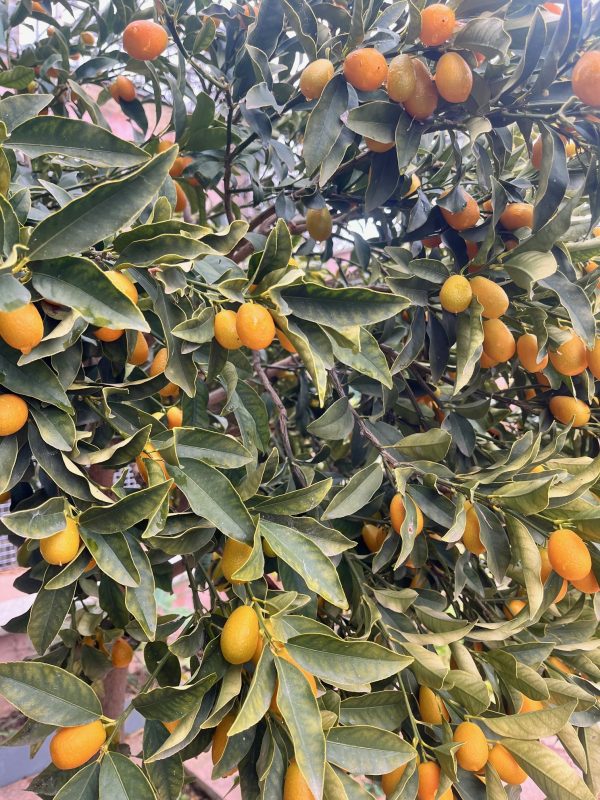 Kumquats frescos en el árbol, cultivados de manera orgánica y regenerativa en Garciotum, Toledo. 🌱🍊