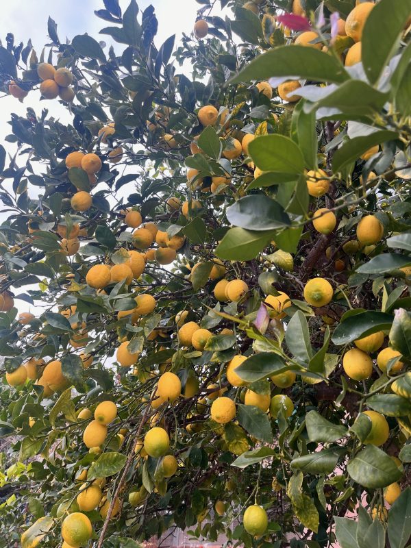 Limones frescos en el árbol, cultivados de manera orgánica y regenerativa en Garciotum, Toledo. 🍋🌱