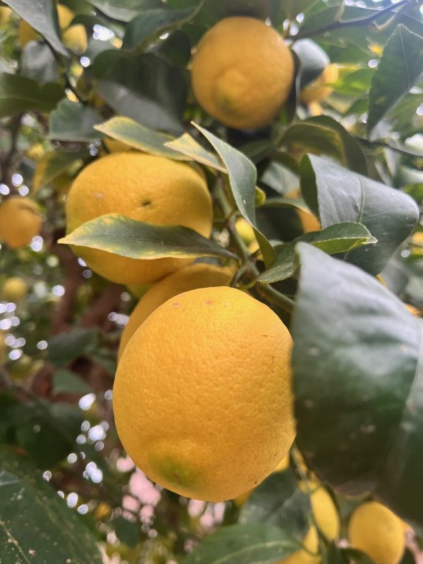 Limones frescos en el árbol, cultivados de manera orgánica y regenerativa en Garciotum, Toledo. 🍋🌱