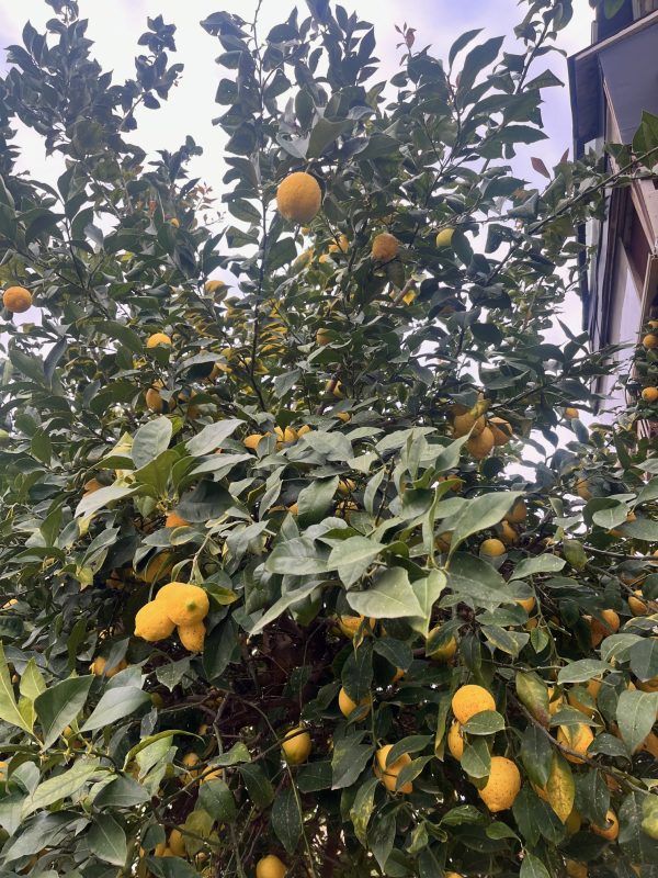 Limones frescos en el árbol, cultivados de manera orgánica y regenerativa en Garciotum, Toledo. 🍋🌱