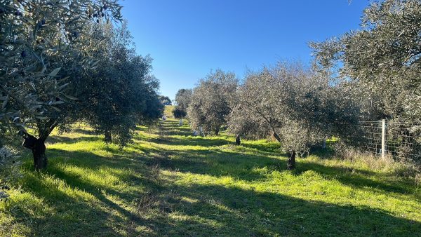 Garrafas de aceite de oliva sin filtrar, rodeadas de olivas frescas y hojas verdes.