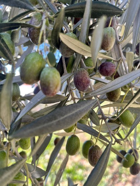 Primer plano de aceitunas verdes en el árbol.