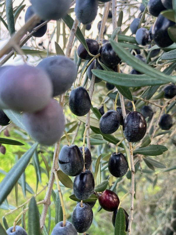 Aceitunas negras frescas para aliñar en casa