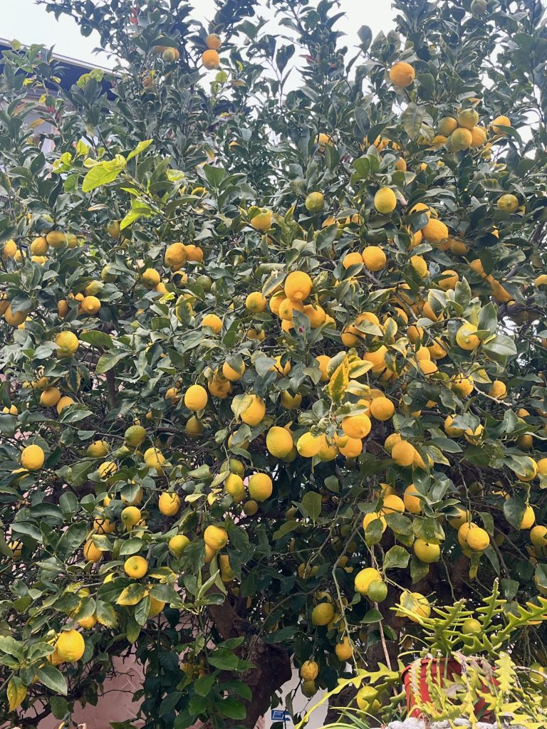 Limones frescos en el árbol, cultivados de manera orgánica y regenerativa en Garciotum, Toledo. 🍋🌱