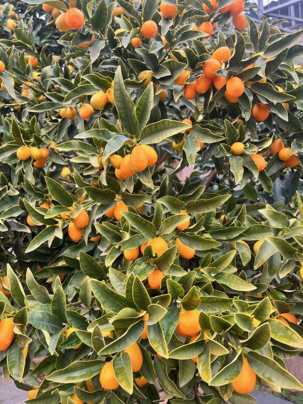 Kumquats frescos en el árbol, cultivados de manera orgánica y regenerativa en Garciotum, Toledo. 🌱🍊