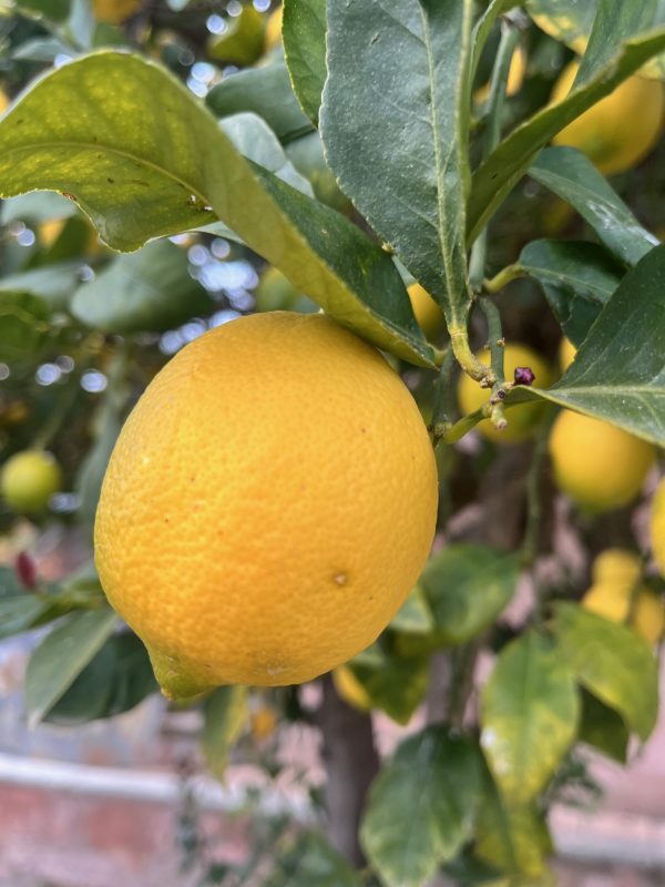 Limones frescos en el árbol, cultivados de manera orgánica y regenerativa en Garciotum, Toledo. 🍋🌱