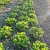 Lechugas frescas cultivadas de manera orgánica en huertos regenerativos.
