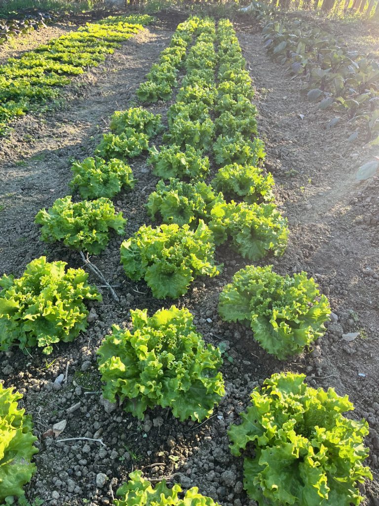 Lechugas frescas cultivadas de manera orgánica en huertos regenerativos.