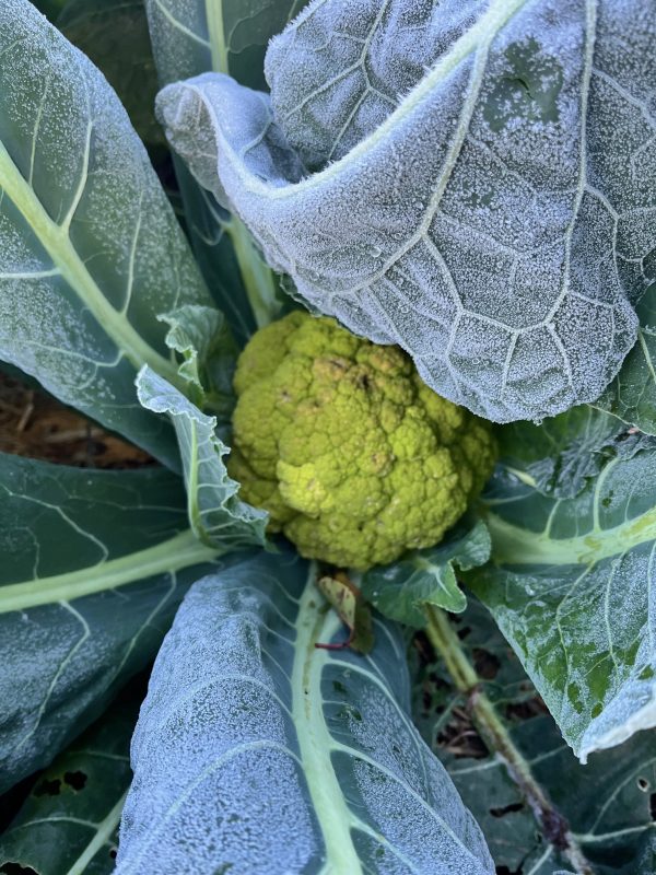 Primer plano de una coliflor verde fresca cultivada de forma orgánica.