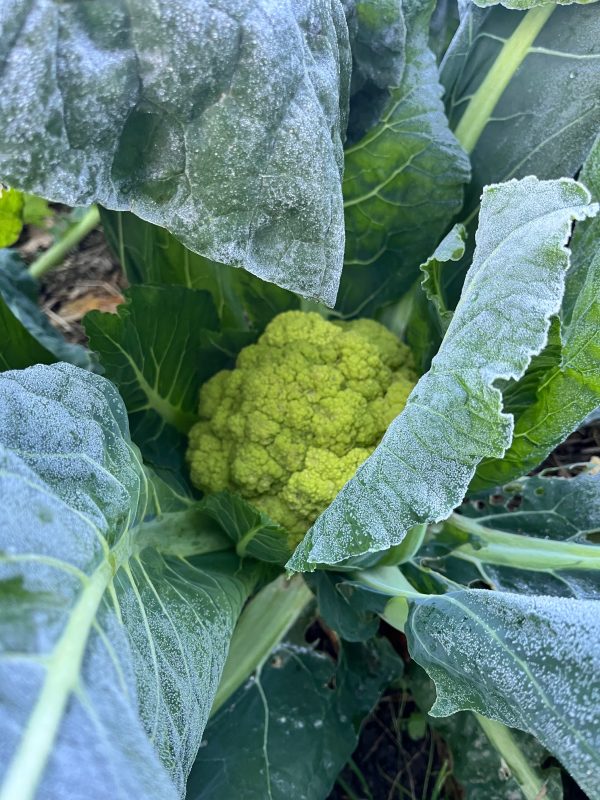 Primer plano de una coliflor verde fresca cultivada de forma orgánica.