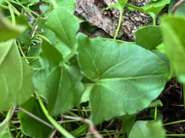 Hojas frescas de Acedera Romana Bio cultivadas en agricultura regenerativa.