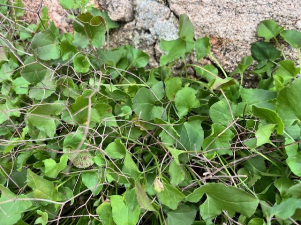 Hojas frescas de Acedera Romana Bio cultivadas en agricultura regenerativa.