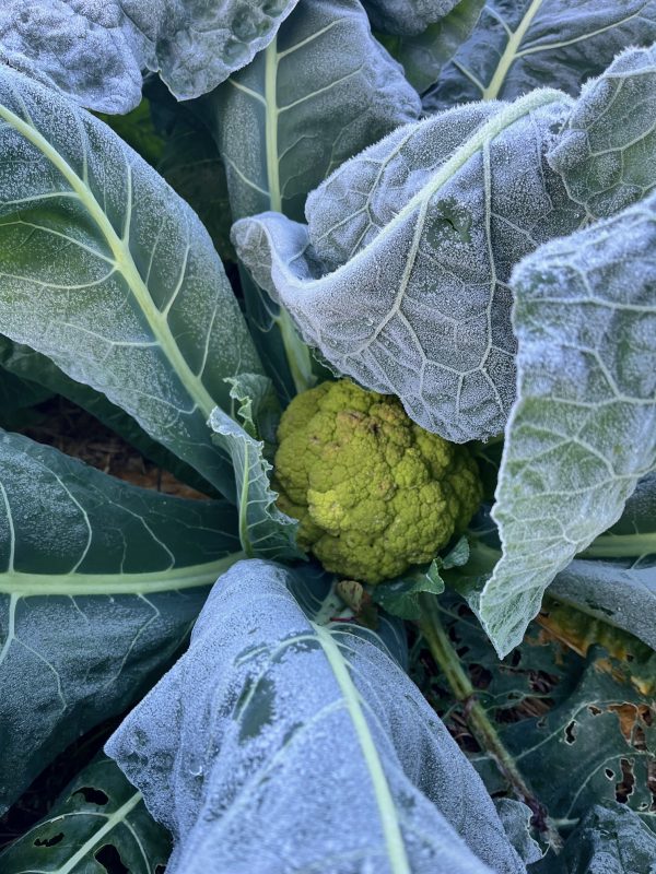 Primer plano de una coliflor verde fresca cultivada de forma orgánica