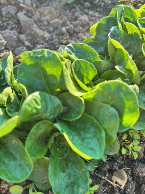 Canónigos frescos cultivados de manera orgánica y regenerativa.