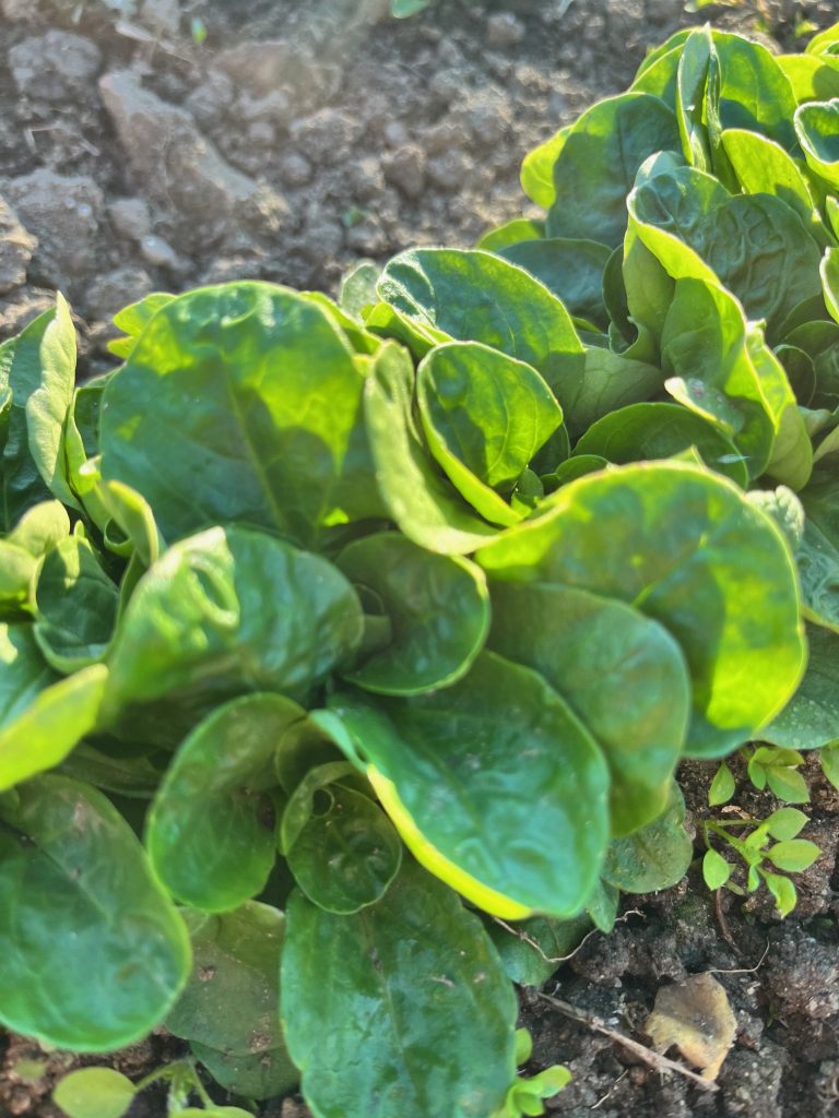 Canónigos frescos cultivados de manera orgánica y regenerativa.