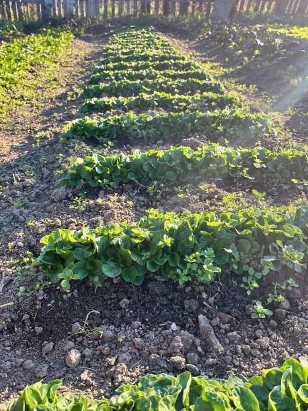 Canónigos frescos cultivados de manera orgánica y regenerativa.