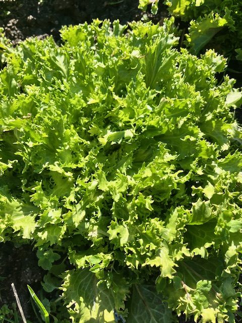 Escarola fresca cultivada en huerta regenerativa, con hojas rizadas y de color verde intenso.