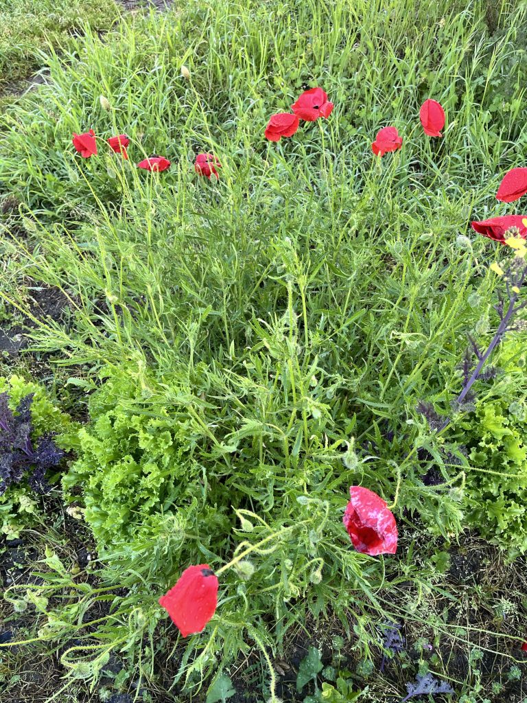 Flores de amapola silvestre en plena floración