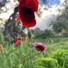 Flores de amapola silvestre en plena floración