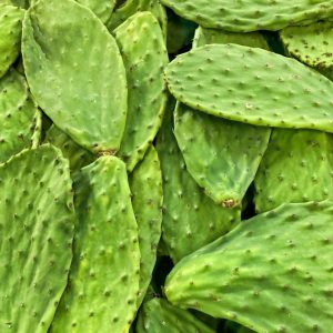 Nopales frescos recién cortados de chumbera para cocinar