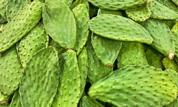 Nopales Frescos (Hojas de Chumbera)