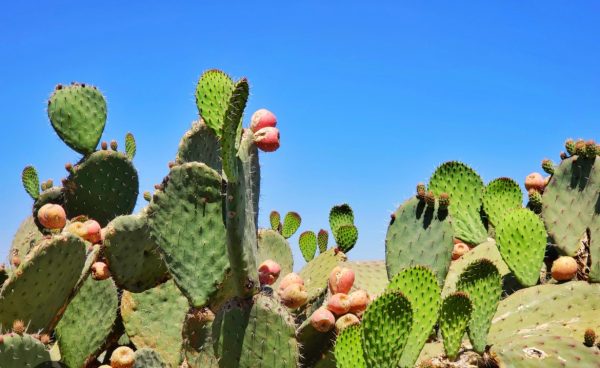 Nopales Frescos (Hojas de Chumbera) - Imagen 2