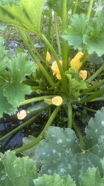 Calabacines frescos de cultivo agroecológico