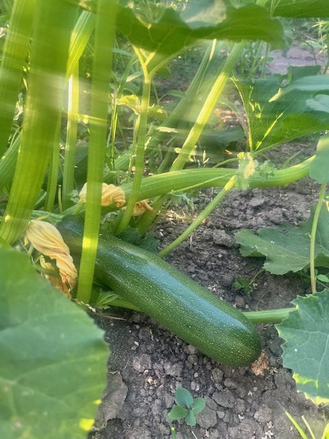 Calabacines frescos de cultivo agroecológico