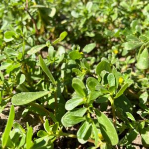 Verdolaga fresca recolectada en huerto por DelPueblo
